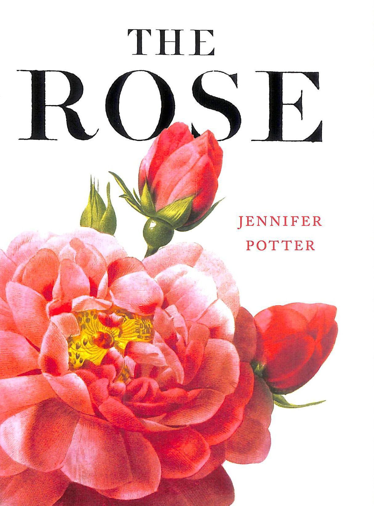 POTTER, JENNIFER - The Rose