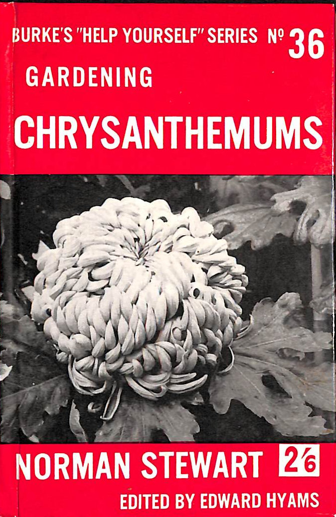 N STEWART - Chrysanthemums (no.36)