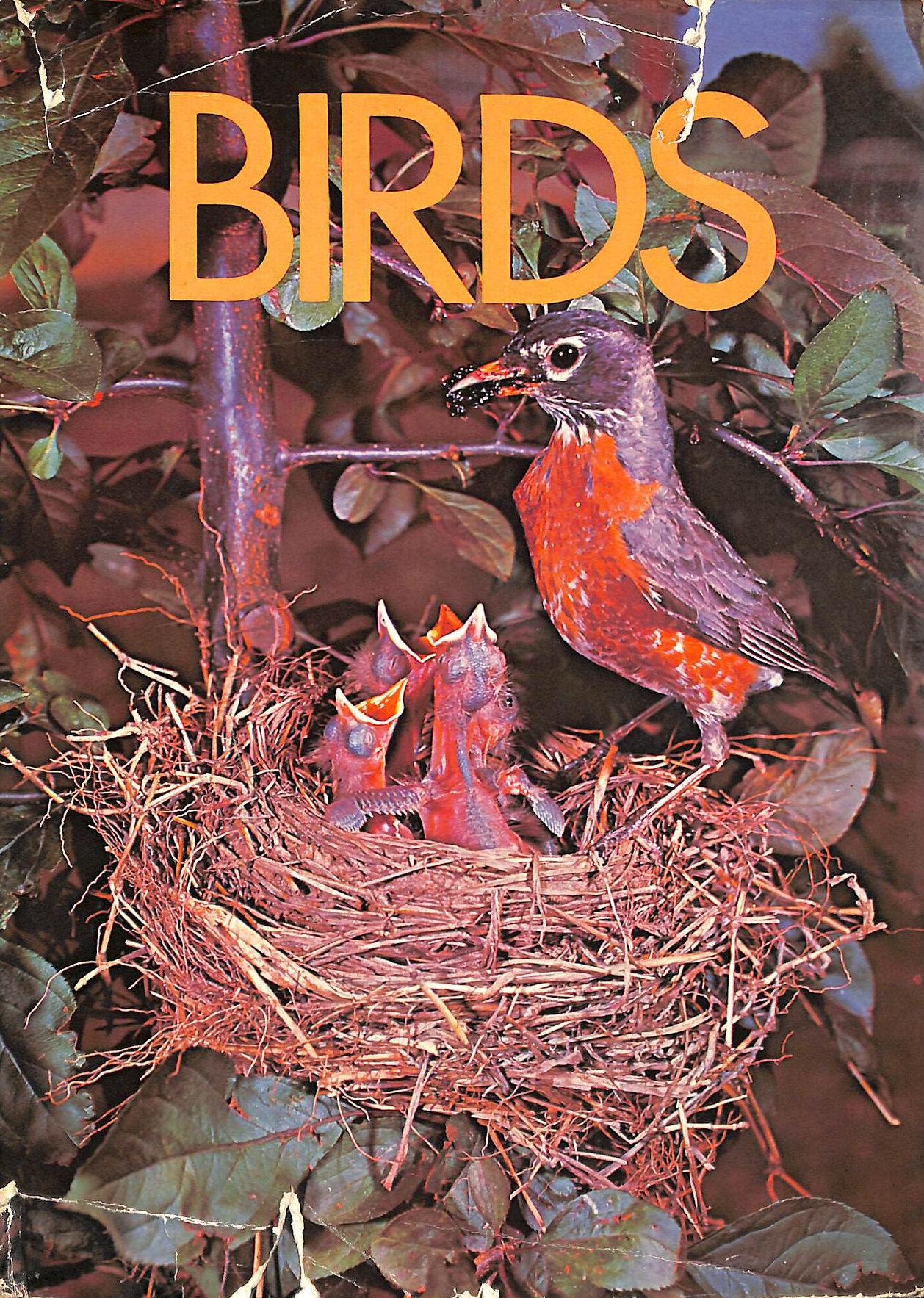 CHRISTIE, DAVID - Birds (Introducing...)